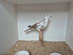 Tortelduif bont doffer, Mannelijk, Tortelduif