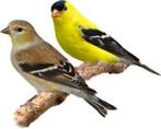 treursijzen, Dieren en Toebehoren, Vogels | Overige Vogels, Meerdere dieren, Tropenvogel, Geringd