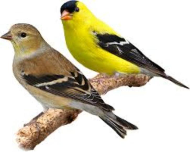 treursijzen, Dieren en Toebehoren, Vogels | Overige Vogels, Tropenvogel, Meerdere dieren, Geringd