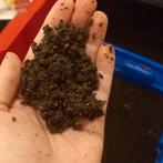 TK Wormen compost, Tuin en Terras, Ophalen, Compost