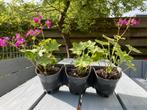 ==MOOI== Grote plantenbak planten met roze bloemen, Ophalen of Verzenden, Vaste plant, Bodembedekkers, Halfschaduw