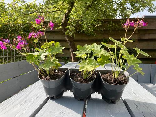 ==MOOI== Grote plantenbak planten met roze bloemen, Tuin en Terras, Planten | Tuinplanten, Vaste plant, Bodembedekkers, Halfschaduw