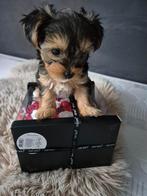 Yorkshirter Pups, Dieren en Toebehoren, Yorkshire Terriër, 8 tot 15 weken, Meerdere dieren, Eén hond