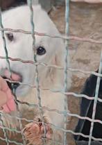 Help Pets Adoptie Golden Retriever en anderen uit Servie, Particulier, Rabiës (hondsdolheid), Overige rassen, 1 tot 2 jaar