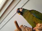 Niet te koop, plaatsing lees beschrijving., Dieren en Toebehoren, Vogels | Parkieten en Papegaaien, Mannelijk, Papegaai