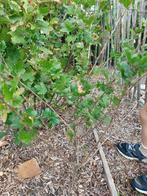 2 bessenstruiken (witte bessen), Ophalen, Overige soorten, Minder dan 100 cm