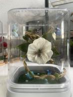 Springspin terrarium 12x12x15 cm blauw met witte bloem, Overige soorten