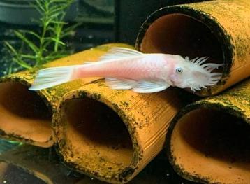 Snow white man volwassen algeneter ancistrus 3 stuks beschikbaar voor biedingen
