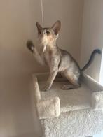 Abessijn kitten katertje met stamboom €500,-, Dieren en Toebehoren, Kater, Gechipt, 0 tot 2 jaar