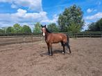 paard, Dieren en Toebehoren, Paarden, 175 cm of meer, Z, Gechipt, Ruin