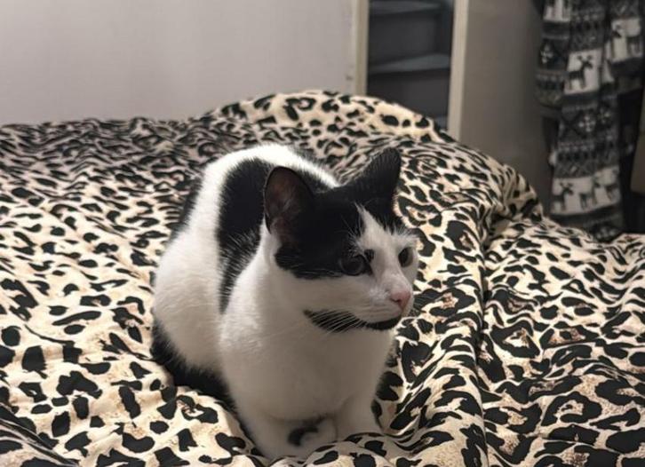 warm mandje gezocht, Dieren en Toebehoren, Katten en Kittens | Overige Katten, Poes