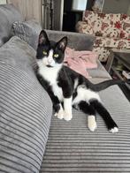 2 broertjes zoeken met spoed een liefdevolle thuis, Dieren en Toebehoren, Katten en Kittens | Overige Katten, Kater