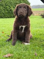 Labrador x engelse Springer spaniel pups, Dieren en Toebehoren, Honden | Retrievers, Spaniëls en Waterhonden, Rabiës (hondsdolheid)