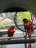 Te koop Groenstaartlories, Dieren en Toebehoren, Vogels | Parkieten en Papegaaien, Meerdere dieren, Papegaai, Geringd