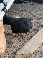 Black Minorca kriel kip te koop, Dieren en Toebehoren, Pluimvee, Meerdere dieren, Kip