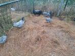 Australorp groot, Dieren en Toebehoren, Pluimvee, Mannelijk, Kip