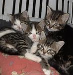 Kittens, Meerdere dieren, Kortharig, 0 tot 2 jaar