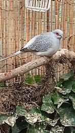 Diamantduif (man), Dieren en Toebehoren, Mannelijk, Overige soorten