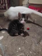 gestreept kitten katertje, Dieren en Toebehoren, Katten en Kittens | Raskatten | Korthaar, Meerdere dieren, Ontwormd, 0 tot 2 jaar