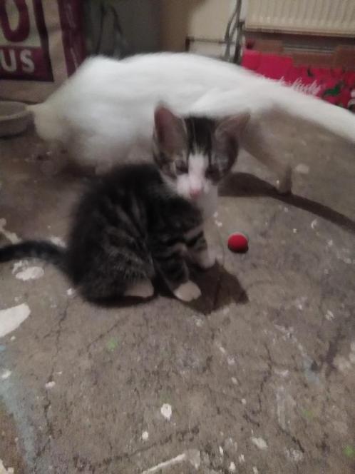 gestreept kitten katertje, Dieren en Toebehoren, Katten en Kittens | Raskatten | Korthaar, Meerdere dieren, 0 tot 2 jaar, Ontwormd