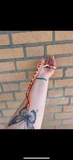 Rattenslang + terrarium, Dieren en Toebehoren, Reptielen en Amfibieën, Hagedis, Met terrarium, 0 tot 2 jaar