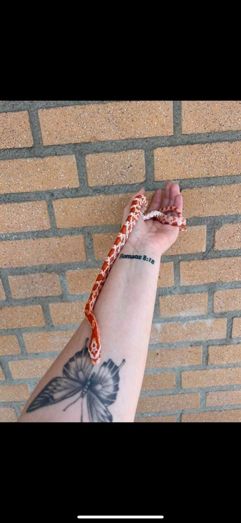 Rattenslang + terrarium