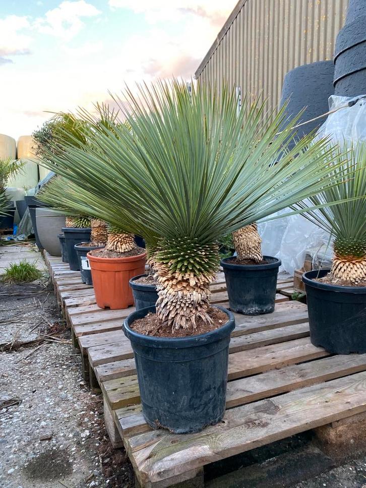 Yucca rostrata buitenplant, Tuin en Terras, Planten | Tuinplanten, Overige soorten, Volle zon, Zomer, Verzenden