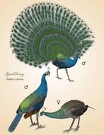 Pauwen, halfwas en volwassen, Dieren en Toebehoren, Pluimvee, Meerdere dieren, Overige soorten