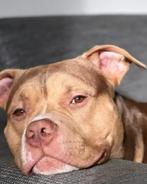 American bully pocket / classic dekreu, Dieren en Toebehoren, Honden | Dekreuen, Parvo, Reu, Eén hond, 3 tot 5 jaar