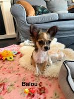 Super leuke chihuahua pup te koop!, Dieren en Toebehoren, Honden | Chihuahua's en Gezelschapshonden, Reu, 8 tot 15 weken, CDV (hondenziekte)
