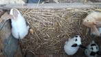 Jonge lotharinger konijntjes, Dieren en Toebehoren, Konijnen, Meerdere dieren, Groot, 0 tot 2 jaar
