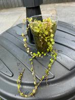String of turtle plantje, Tuin en Terras, Planten | Struiken en Hagen, Ophalen of Verzenden, Overige soorten, Minder dan 100 cm