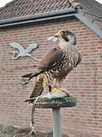 Roofvogel, Slechtvalk tarsel, (mannetje),, Mannelijk