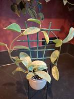 Hoya Nova Ghost, Ophalen of Verzenden, Halfschaduw, Minder dan 100 cm