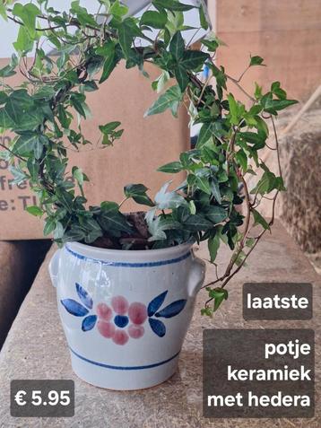 Plant met pot beschikbaar voor biedingen