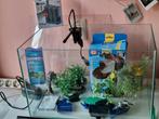 Aquarium, zeer complete startset, Dieren en Toebehoren, Ophalen, Gebruikt