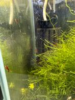 Red sakura / Vuur garnalen - Neocaridina, Kreeft, Krab of Garnaal