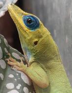 1.1 Anolis trinitatis koppel (Houten), Hagedis, 0 tot 2 jaar