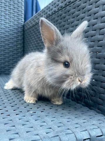 Super lieve baby konijntjes te koop beschikbaar voor biedingen