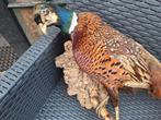 Mooie opgezette Taxidermie Fazant, Verzamelen, Dierenverzamelingen, Verzenden, Vogel, Opgezet dier