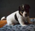 Nog 1 reutje beschikbaar Jack russel pup reu, Jack Russell Terriër, 8 tot 15 weken, Meerdere, Meerdere dieren