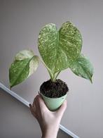 Monstera Mint Variegata, Ophalen of Verzenden