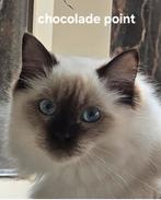 Ragdoll poes / kitten  met stamboom/ garantie, Dieren en Toebehoren, Katten en Kittens | Raskatten | Langhaar