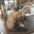 Opgezette geprepareerde Steenmarter op houten sokkel, Ophalen of Verzenden, Beeldje of Figuurtje