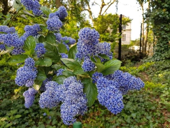 5 grote blauwe amerikaanse seringen 50 euro, Tuin en Terras, Planten | Struiken en Hagen, Struik, Overige soorten, Minder dan 100 cm