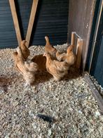 Jonge grote buff cochin kippen, Dieren en Toebehoren, Pluimvee, Meerdere dieren, Kip