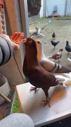 Syriche duiven, Dieren en Toebehoren, Meerdere dieren, Postduif