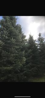 Nordmann Kerstboom let op :grote bomen!, Tuin en Terras, Bloeit niet, Overige soorten, 250 tot 400 cm, Ophalen
