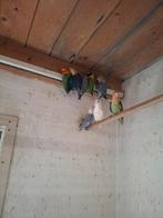 Agaporniden, Dieren en Toebehoren, Vogels | Parkieten en Papegaaien, Meerdere dieren, Dwergpapegaai of Agapornis, Tam