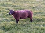 Luxe blauwe texelaar rammen te koop!, Dieren en Toebehoren, Mannelijk, Schaap, 0 tot 2 jaar
